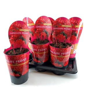 Paeonia 21CM C4 Rood Longlife Exclusive