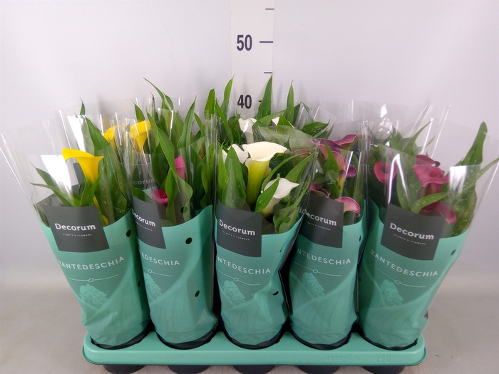 <h4>Zantedeschia   ...mix</h4>