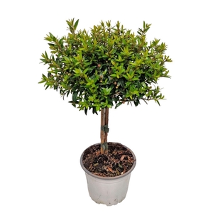 MYRTUS COM