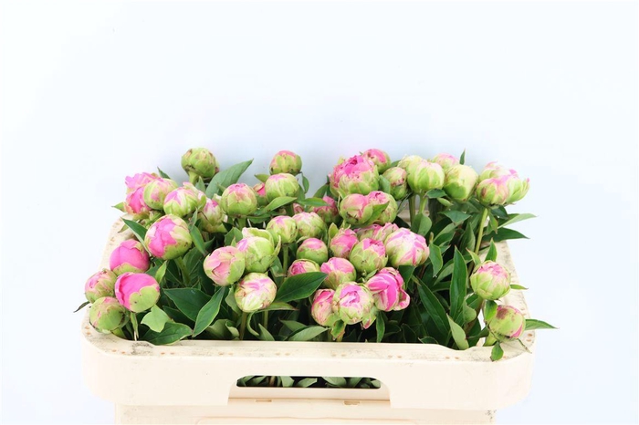 <h4>Paeo L Pascalle Pink</h4>