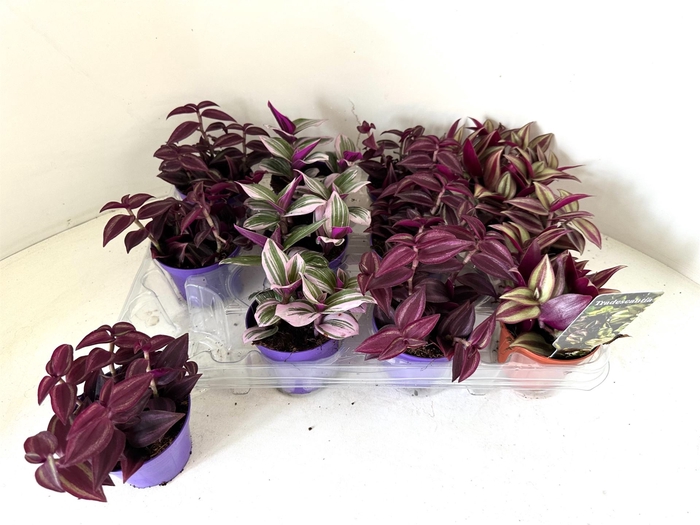<h4>Tradescantia   ...mix</h4>