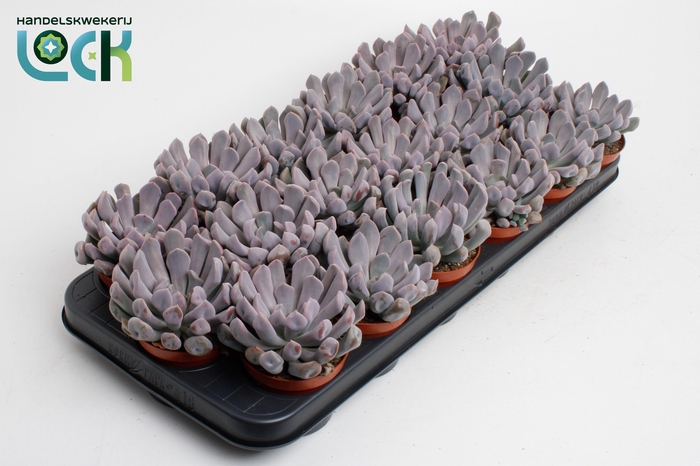 <h4>Echeveria monica</h4>