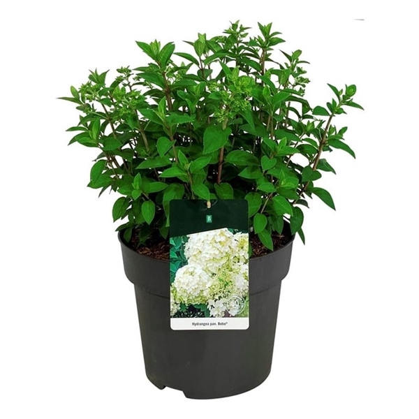 <h4>Hydrangea pan. 'Bobo'</h4>