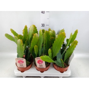 Epiphyllum   ...