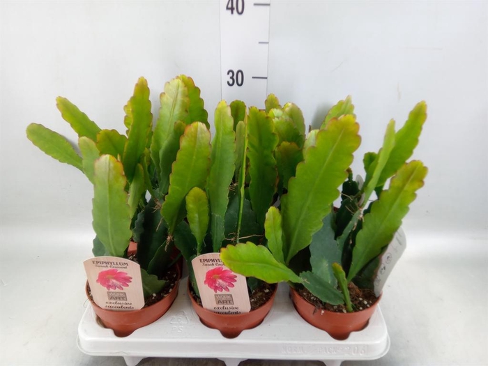 <h4>Epiphyllum   ...</h4>
