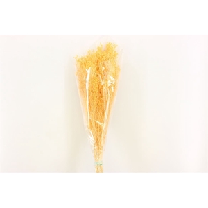 Dried Brooms Soft L Yellow Bunch