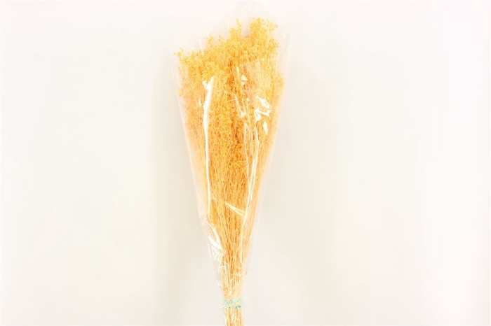 Dried Brooms Soft L Yellow Bunch