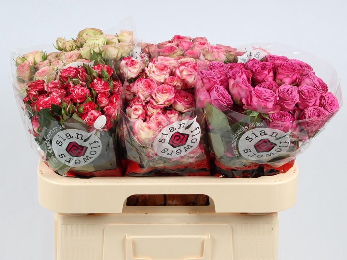 <h4>R TR GEM IN FUST</h4>