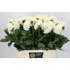 Dahlia Boom Boom White