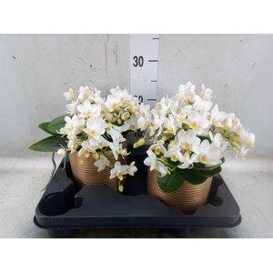 Phalaenopsis multi. 'Ant Nazare'