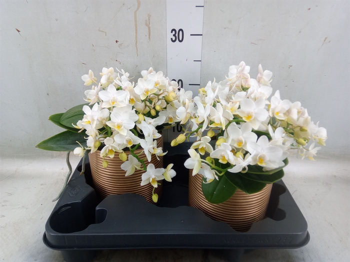 <h4>Phalaenopsis multi. 'Ant Nazare'</h4>