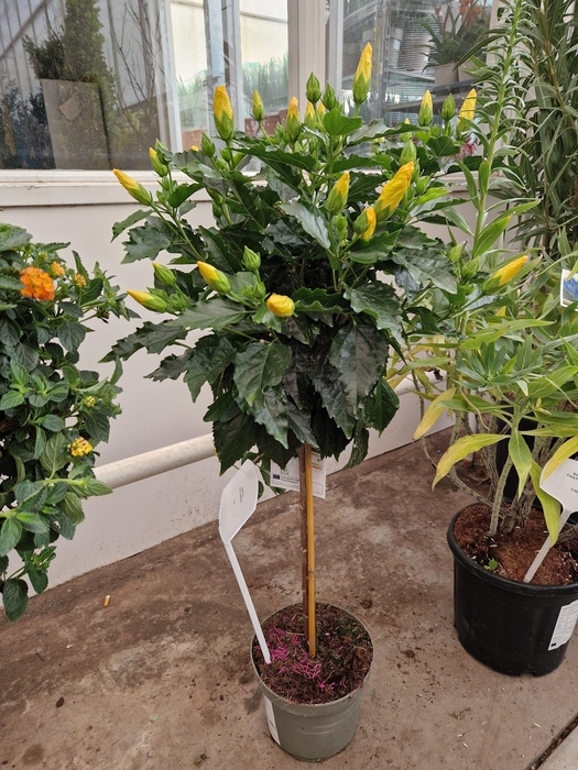 <h4>HIBIS CIRCUS</h4>