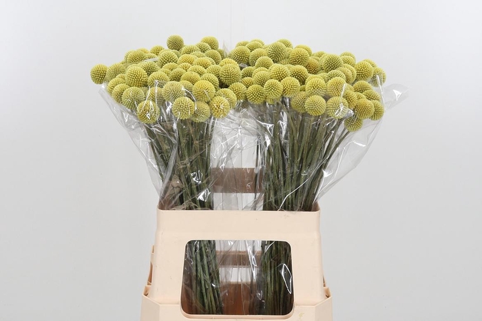 <h4>Craspedia - Overig</h4>