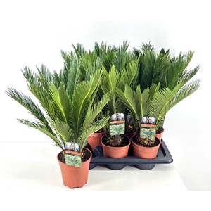 CYCAS REVOLUTA