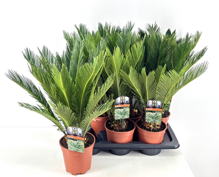 <h4>CYCAS REVOLUTA</h4>