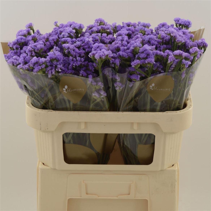 <h4>Statice Happy Wings | Heavy Quality</h4>