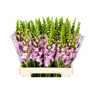 Antirrhinum Potomac Lavender
