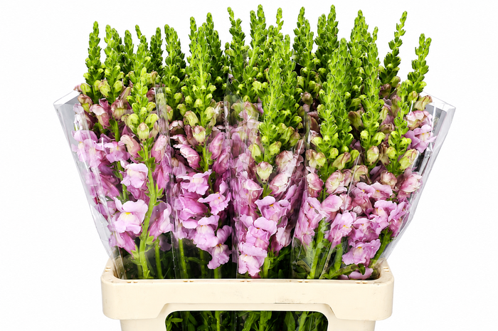 Antirrhinum Potomac Lavender