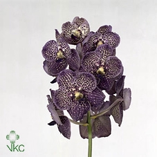 VANDA SU MAG BLACK