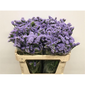 Limonium St Light Lavendel Birds X50