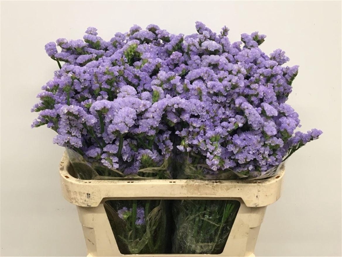 <h4>Limonium St Light Lavendel Birds X50</h4>