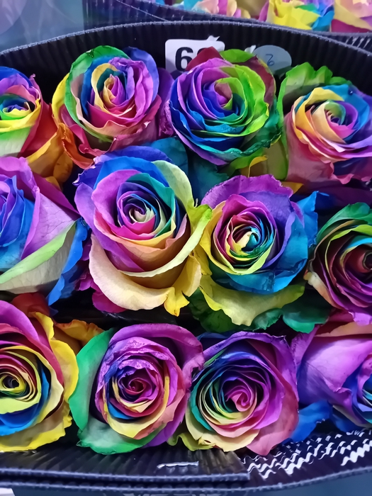 R GR MONDIAL TINTED BLACK EQ