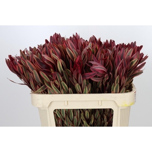 Leucadendron Jester