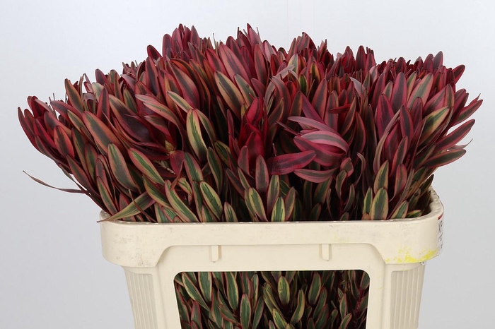 <h4>Leucadendron Jester</h4>