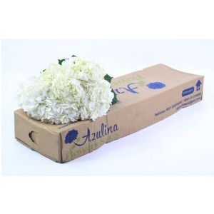 Hydrangea White Import