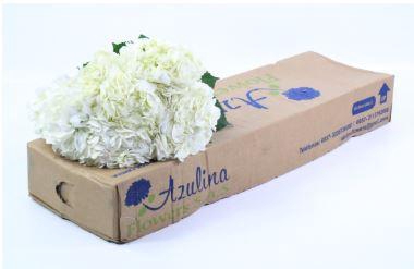 <h4>Hydrangea White Import</h4>