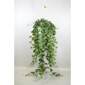 Hedera helix Pitsburg - hang/XXL