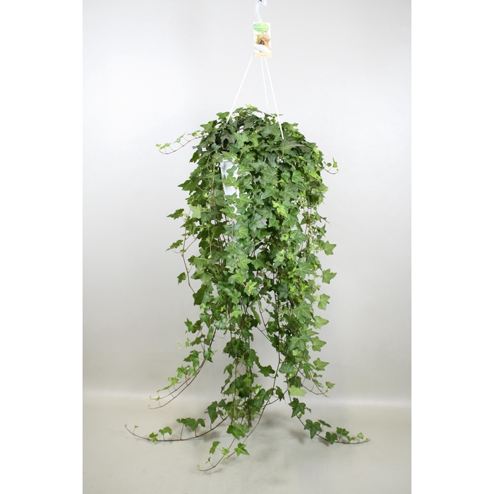 <h4>Hedera helix Pitsburg - hang/XXL</h4>