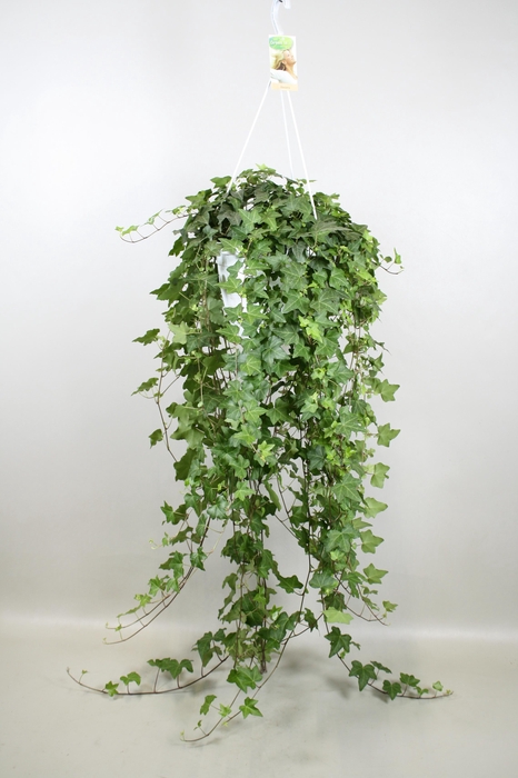 <h4>Hedera helix Pitsburg - hang/XXL</h4>