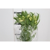 ALSTROEMERIA WHITNEY 080 CM