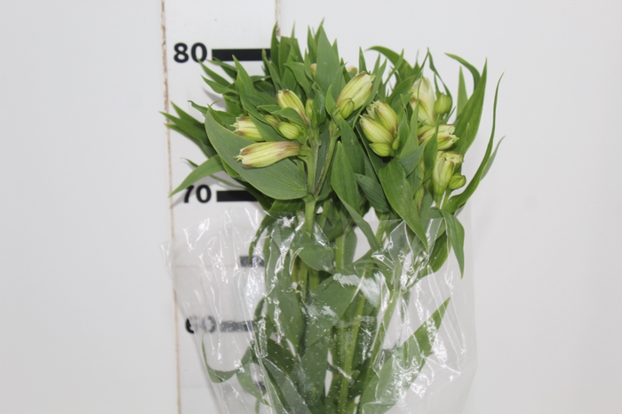 <h4>ALSTROEMERIA WHITNEY 080 CM</h4>
