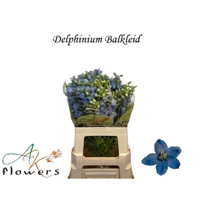 DELPH EN BALLKLEID DELPH EN BALLKLE