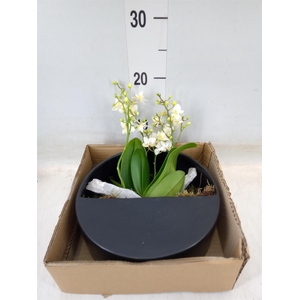 Arr.  Phalaenopsis MT 18+   H%