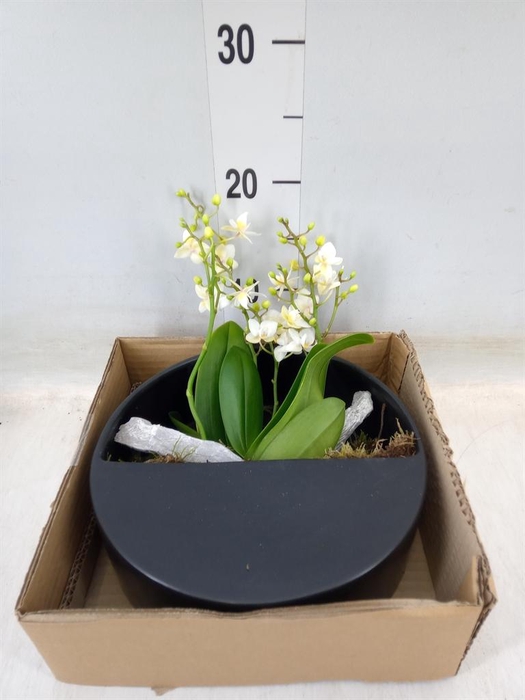 <h4>Arr.  Phalaenopsis MT 18+   H%</h4>
