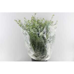 Euca Baby Blue 300 Gram Extra