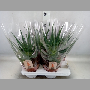 Aloe arborescens