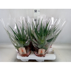 Aloe arborescens