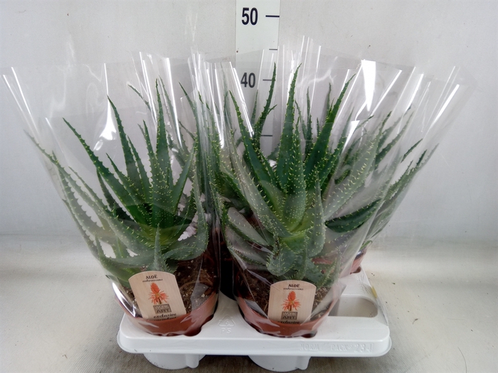 <h4>Aloe arborescens</h4>