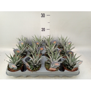 Haworthia fasciata 'Alba'