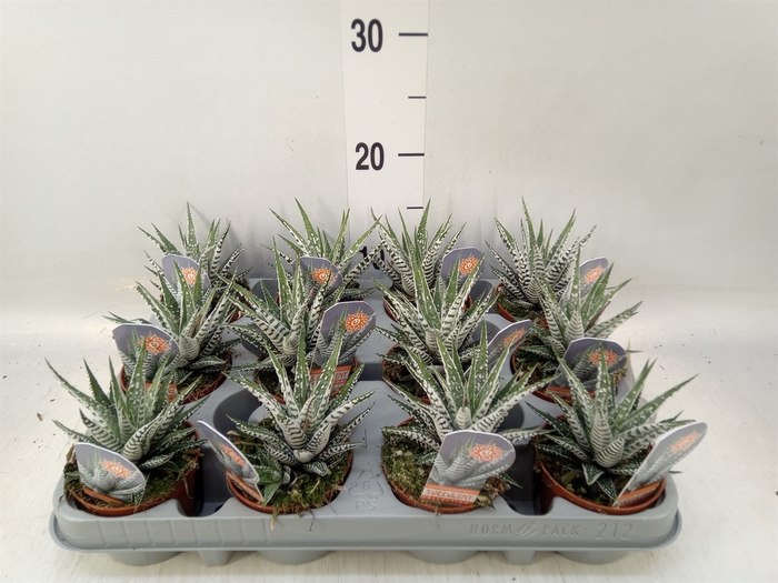 <h4>Haworthia fasciata 'Alba'</h4>