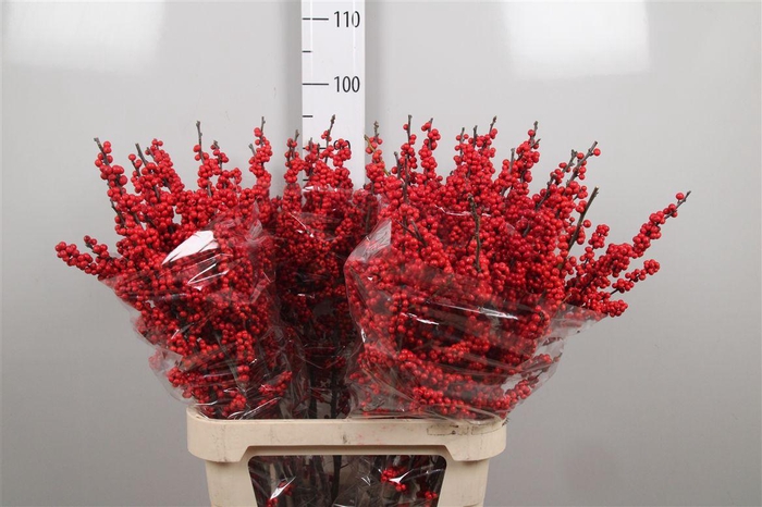 <h4>Ilex Ve Red Dream</h4>