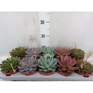 Echeveria   ...mix