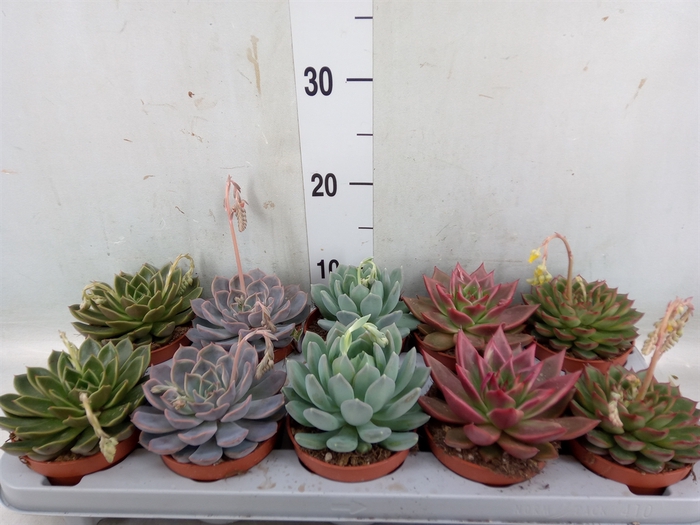 <h4>Echeveria   ...mix</h4>