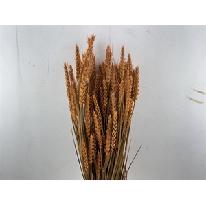 Dried Triticum X5 Frosted Orange Bunch