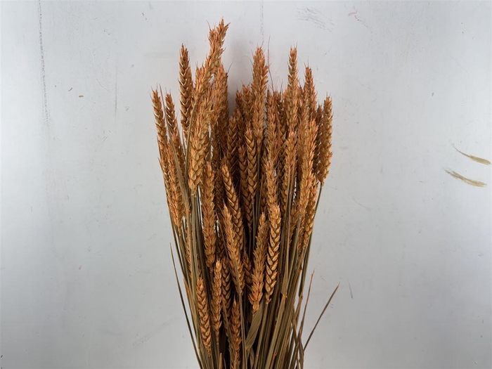 <h4>Dried Triticum X5 Frosted Orange Bunch</h4>