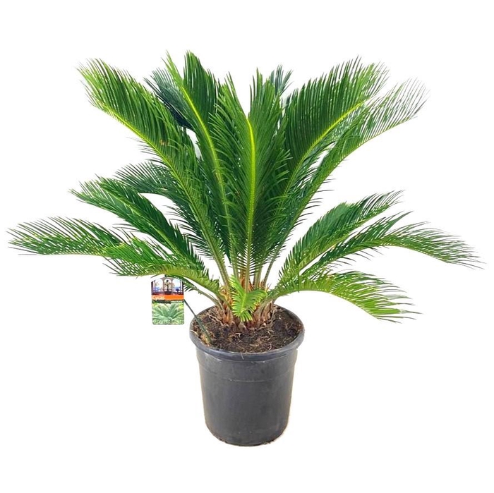 <h4>Cycas revoluta</h4>